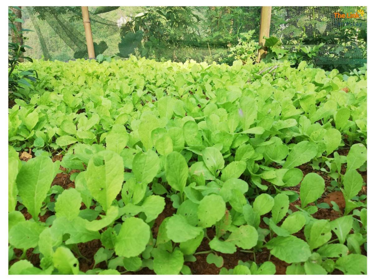 סא פה The Link Farmstay מראה חיצוני תמונה